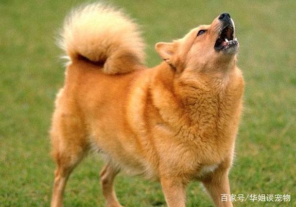 芬兰猎犬真的适合新手养吗？