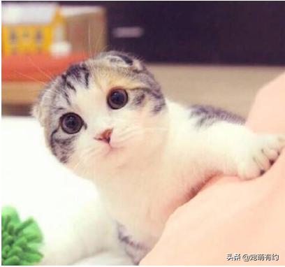 养一只苏格兰折耳猫到底要花多少钱？