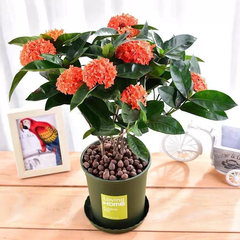 为什么你总找不到栖宿之鸡隐藏任务？