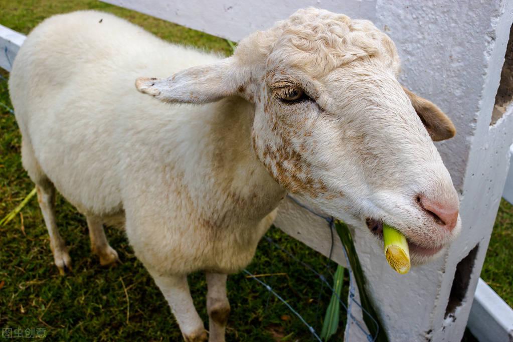 狗狗第一次配种需要注意什么? 狗狗第一次配种需要注意什么?