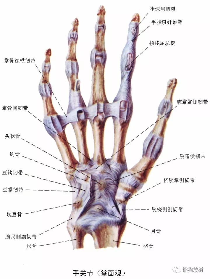 手掌这三条线真能看出你的命运吗？