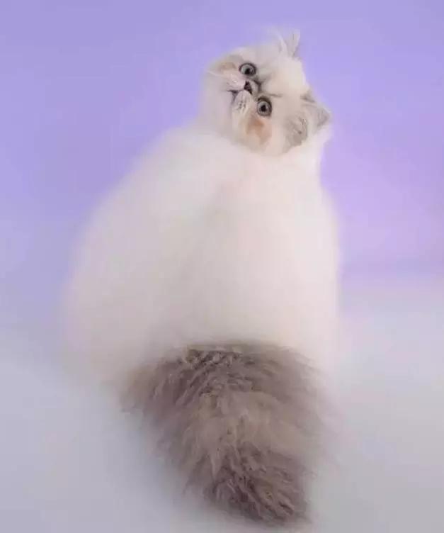 喜马拉雅种猫值不值得花三个月工资养？