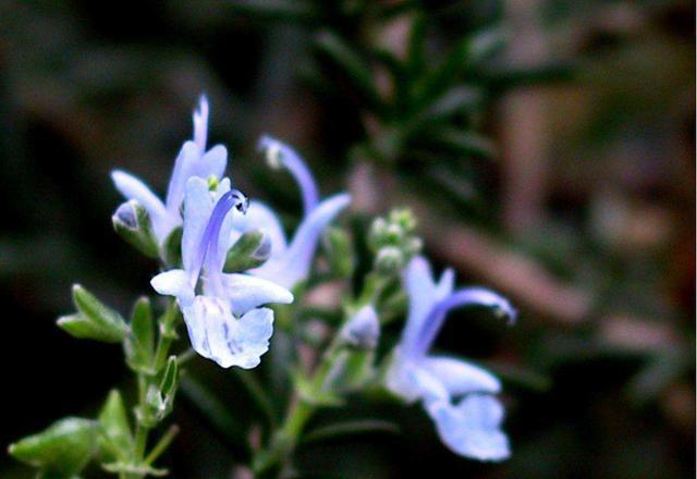 养花新手怎么把堇养出爆盆效果？