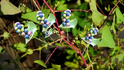 蛇信草是什么?蛇信草真的能解毒吗? 蛇信草是什么?蛇信草真的能解毒吗?