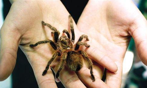 火玫瑰蜘蛛真的适合新手饲养吗？