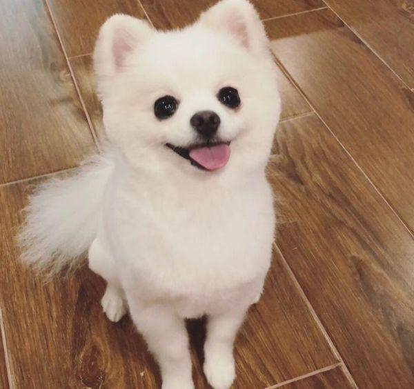 美系博美到底有多难养？