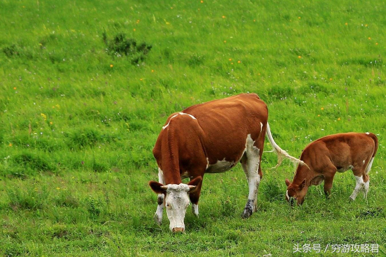 1985年属牛人35岁后运势会逆袭吗？