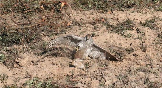 野兔养殖真能月入过万吗？