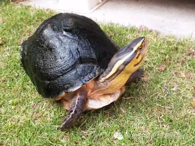 养安布闭壳龟真的会让人崩溃吗？