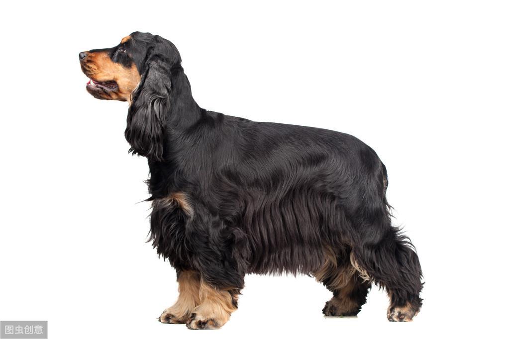 可卡犬颜色竟然能影响性格?选错颜色会吃大亏? 可卡犬颜色竟然能影响性格?选错颜色会吃大亏?