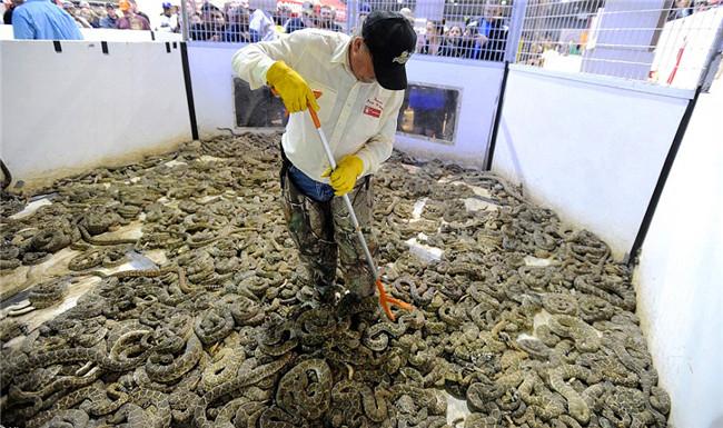 水蛇真的可以当宠物养吗？