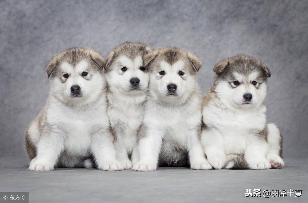 阿拉斯加雪橇犬真的适合新手养吗？