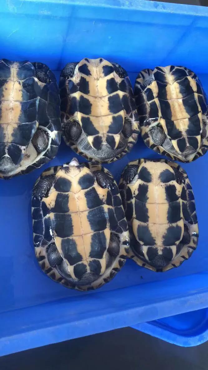 你的金钱龟为什么越养越瘦？