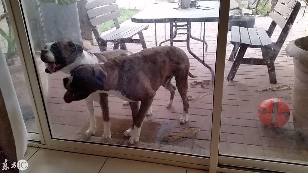 拳师犬真的会把家拆成废墟吗？