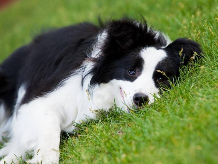 边境牧羊犬真的适合新手养吗？