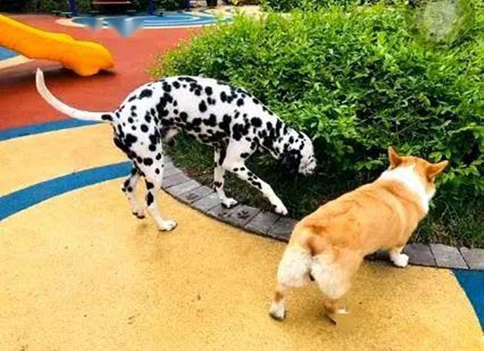 斑点狗真的像电影里那么难养吗？