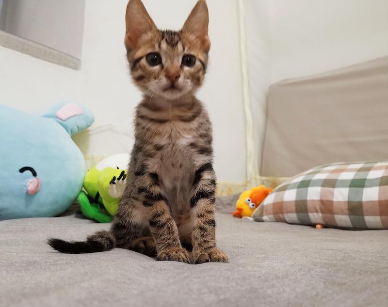 淘宝直播详情页设置全攻略：如何在详情页上整合直播内容