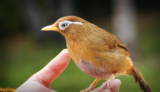 画眉鸟方笼图片真的能让新手少走弯路吗？