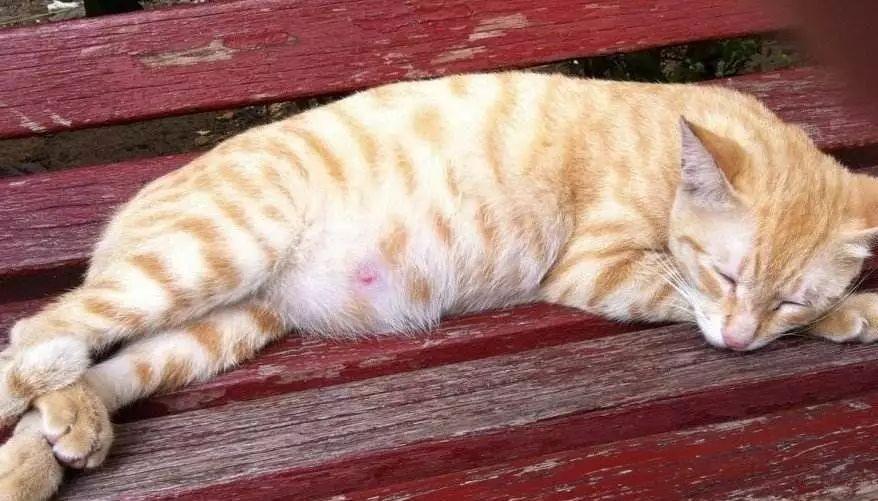 同行恶意点击直通车应对策略：如何有效防范与解决