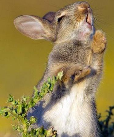 为什么你的 雪 字总像狗啃的？