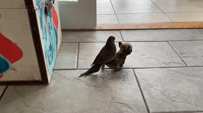 深入了解英国斗牛犬的性格 - 尽在波奇网