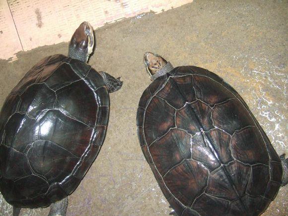 金钱龟养殖全攻略：从入门到精通，掌握养殖技巧与注意事项