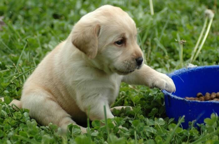 拉布拉多犬饮食：如何养成良好习惯