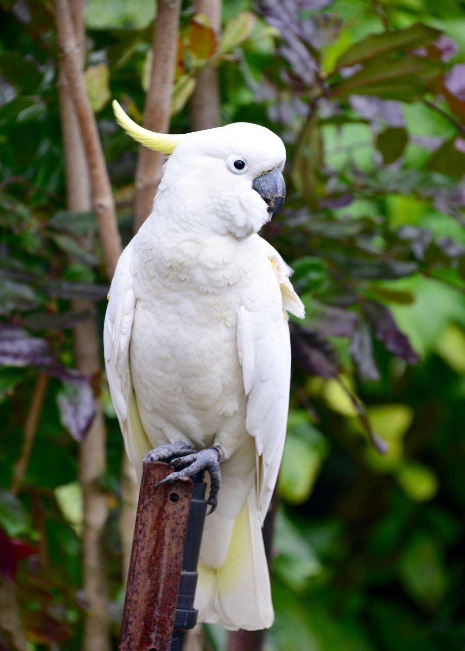 葵花凤头鹦鹉真的适合新手养吗？
