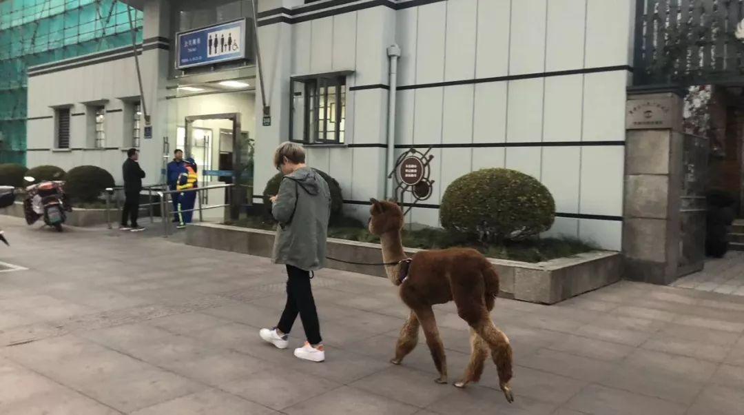 养雪貂真的比猫狗更省心吗？