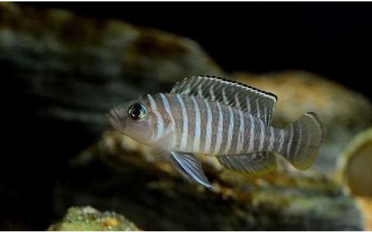 斑马贝饲养真的能让新手轻松入门吗？