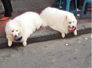 萨摩耶真的像网上说的那样难养吗？