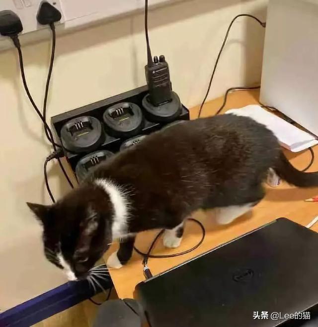 为什么你的帝蝎总在战场秒躺? 为什么你的帝蝎总在战场秒躺?