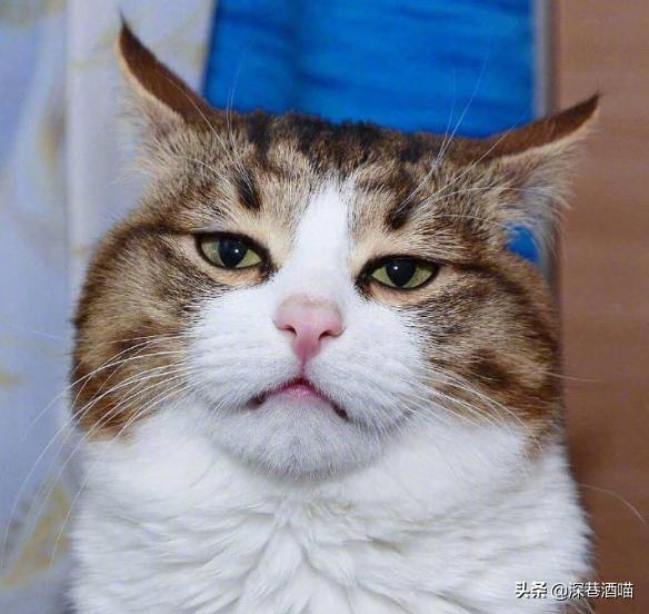 做亚马逊日本站需要注册JCT吗？深度解读日本消费税发票新规