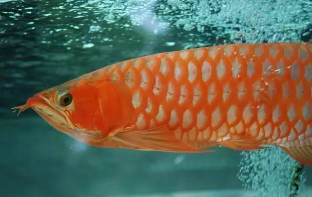 澳洲龙鱼品种饲养全知道：详细饲养介绍