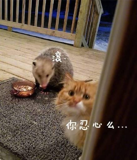 数码宝贝新手连负鼠兽都打不过？