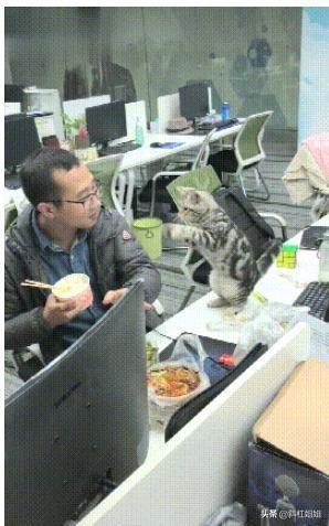 爱猫者说：为什么猫被认为是完美的动物？专家解析猫咪的独特魅力