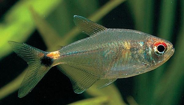 新手适合养哪些热带鱼？推荐三种适合新手养殖的观赏鱼