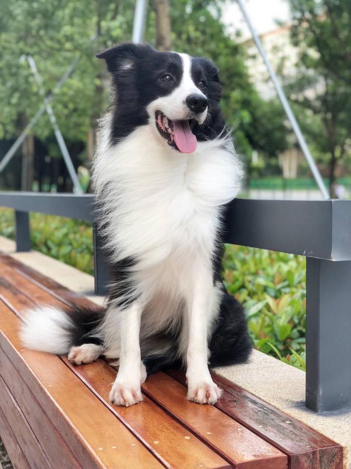 养边境牧羊犬真的那么难吗？