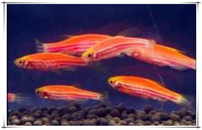 新手养热带鱼该从哪种开始入手？