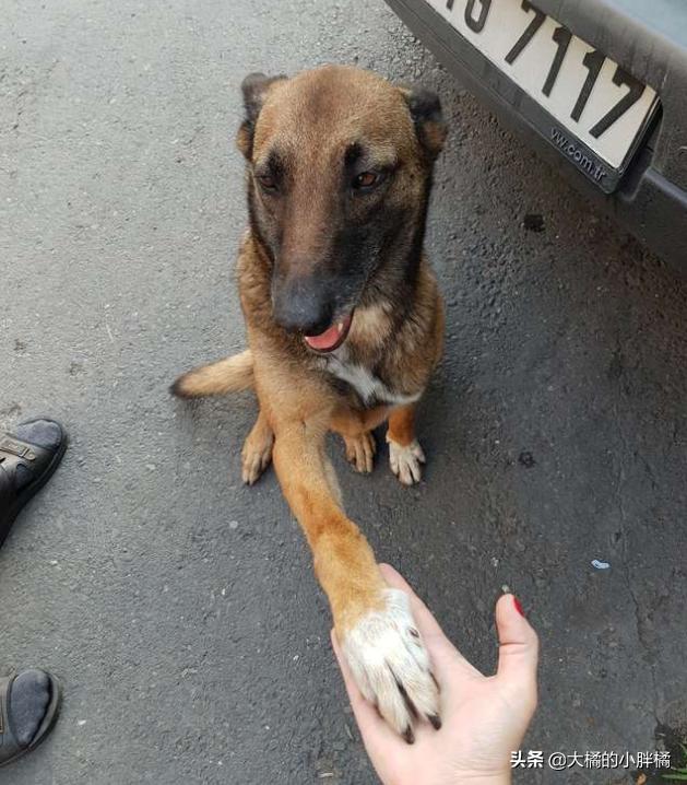 救助犬真的能改变人类生活吗？