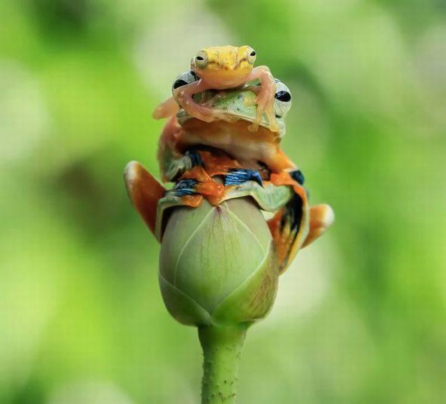 蓝环章鱼能当宠物养吗？