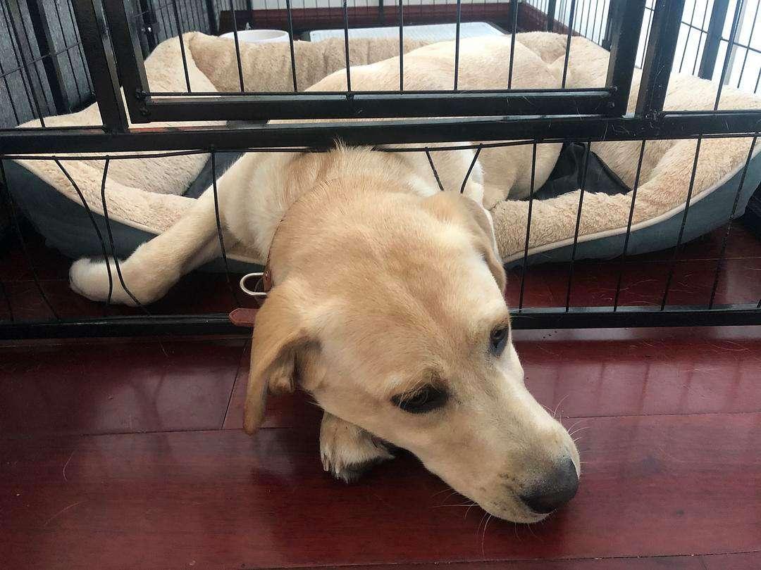 了解完美罗威纳幼犬的成长轨迹，掌握关键成长阶段