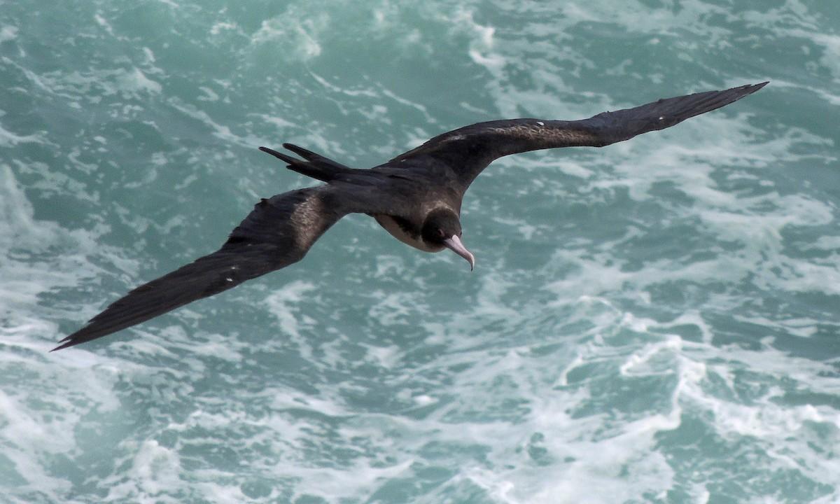 这种鸟为什么能边飞边唱歌？