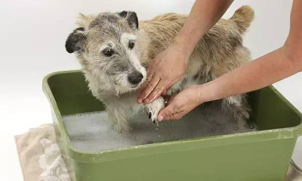 小发现：防止狗狗外出时对其他狗凶的方法