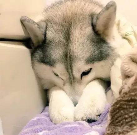 白色哈士奇真的是雪地里的天使吗？