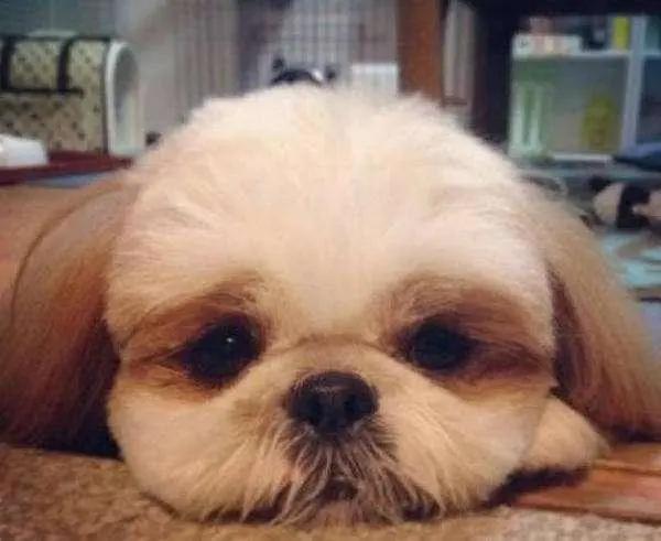 狗狗突然抽搐呕吐？可能是犬瘟热在作祟！