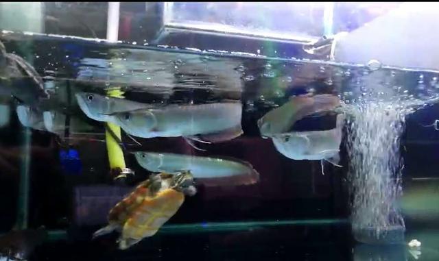 银龙鱼怎么养？好养与否？饲养银龙鱼全攻略