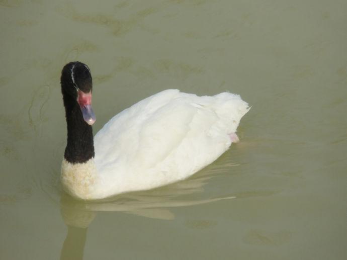 为什么这只天鹅鼻子上长了个大肉瘤？