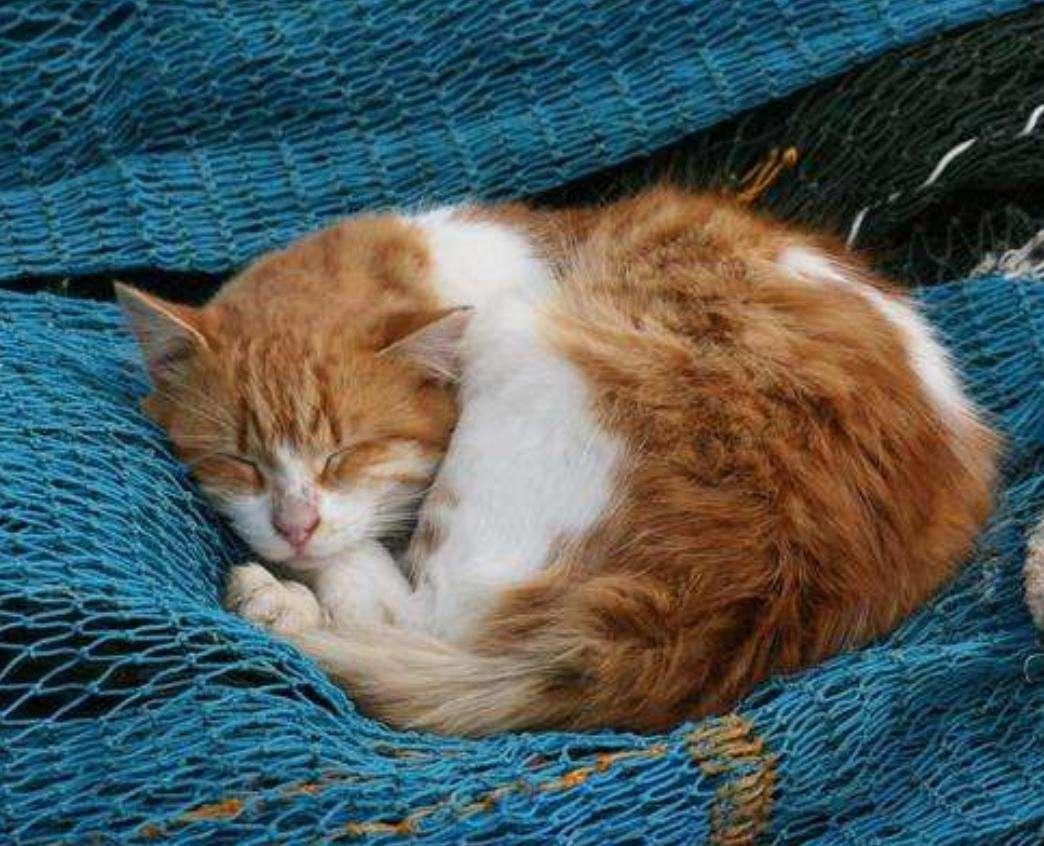 鹅头红金鱼真的难养到劝退新手吗? 鹅头红金鱼真的难养到劝退新手吗?