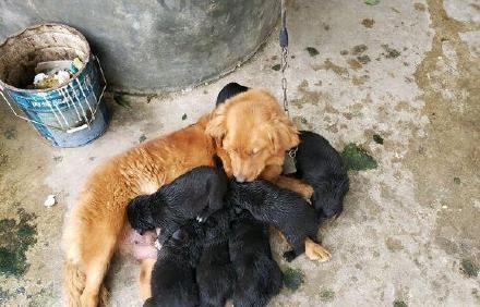 石家庄藏獒真的能养出威风凛凛的猛犬吗？